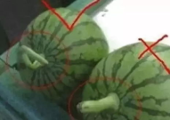 如何制作娱乐圈吃瓜素材,如何轻松制作热门吃瓜素材