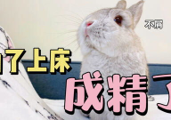 兔兔娱乐吃瓜,揭秘娱乐圈吃瓜背后的真相与趣味