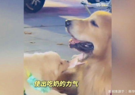娱乐吃瓜酱抚慰犬,揭秘娱乐圈温馨治愈瞬间