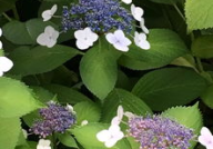 5月开什么花,五月花开春意浓