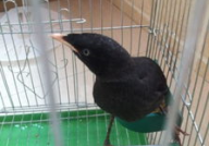 娱乐吃瓜小八哥是谁啊视频,网络红人的崛起之路