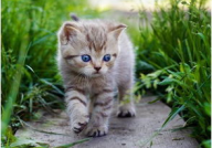 娱乐吃瓜酱营业的猫,揭秘吃瓜酱营业的猫界风云