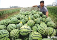 吃瓜的娱乐号,吃瓜群众视角下的明星幕后故事